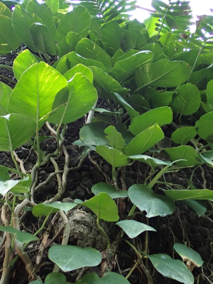9 Houseplants That Thrive in Your Darkest Room
