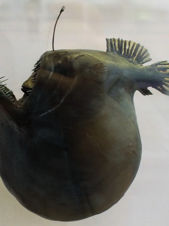 9 Deep-Sea Creatures That Look Like Aliens