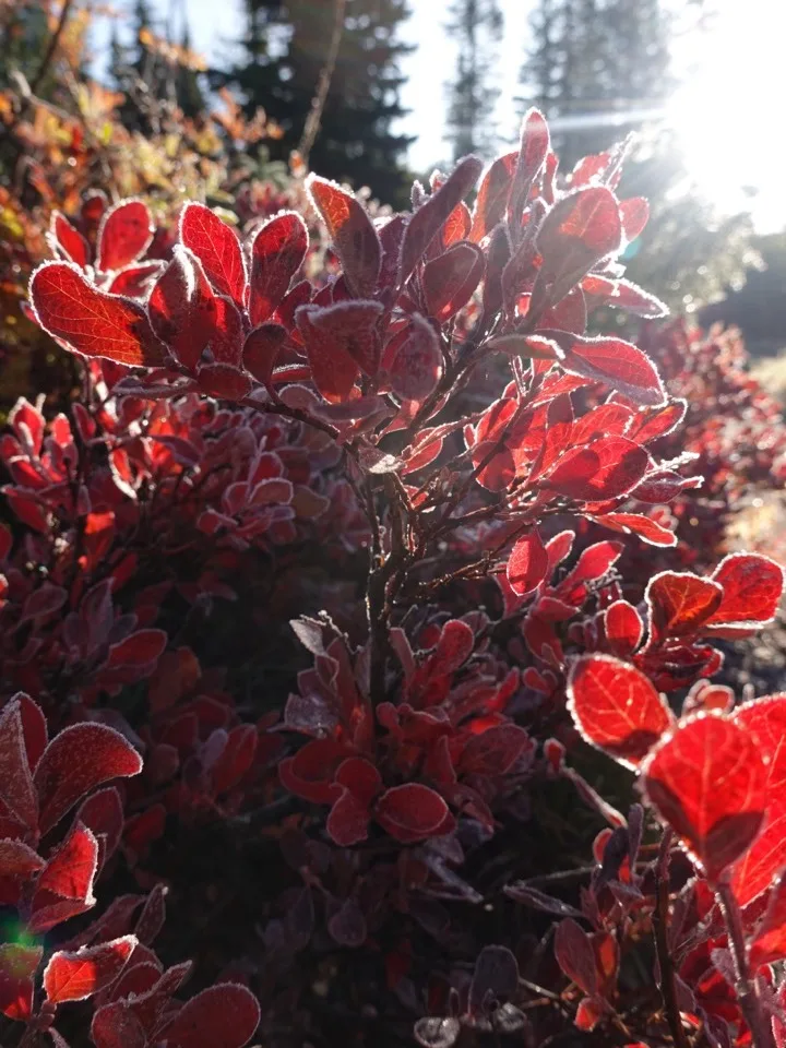 How to Get Your Garden Ready Before the First Frost