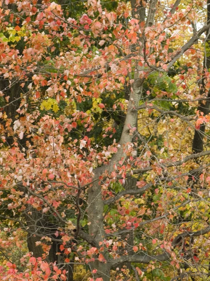 Why Leaves Change Color, and When It Starts This Year