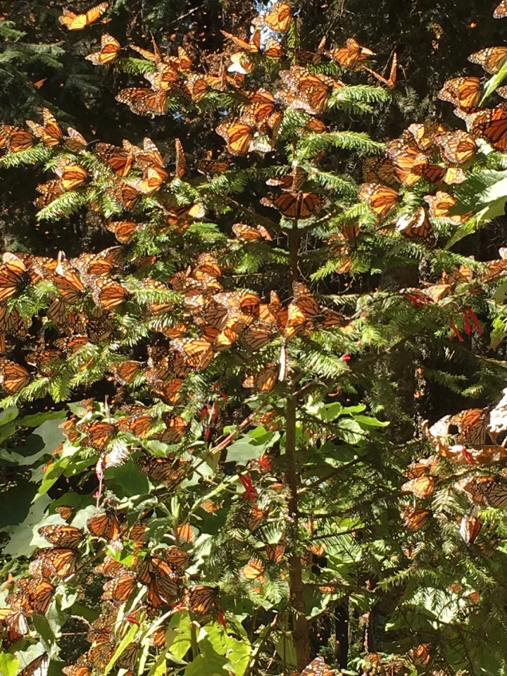 The Monarch Migration Starts Now, Stage by Stage