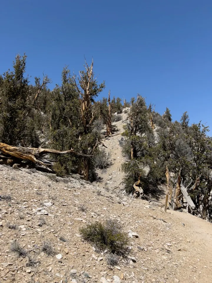 9 Oldest Living Trees on Earth, Ranked by Age