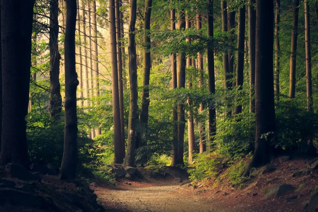 Forest path in sunlight